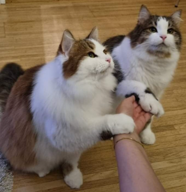 Sibirisk katter Amor o Alekto